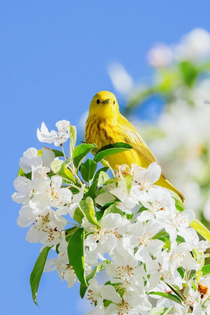 A Yellow Warbler sits in a flowering tree on a sunny spring morning during financial literacy month, which Think and Talk Money readers don't need.