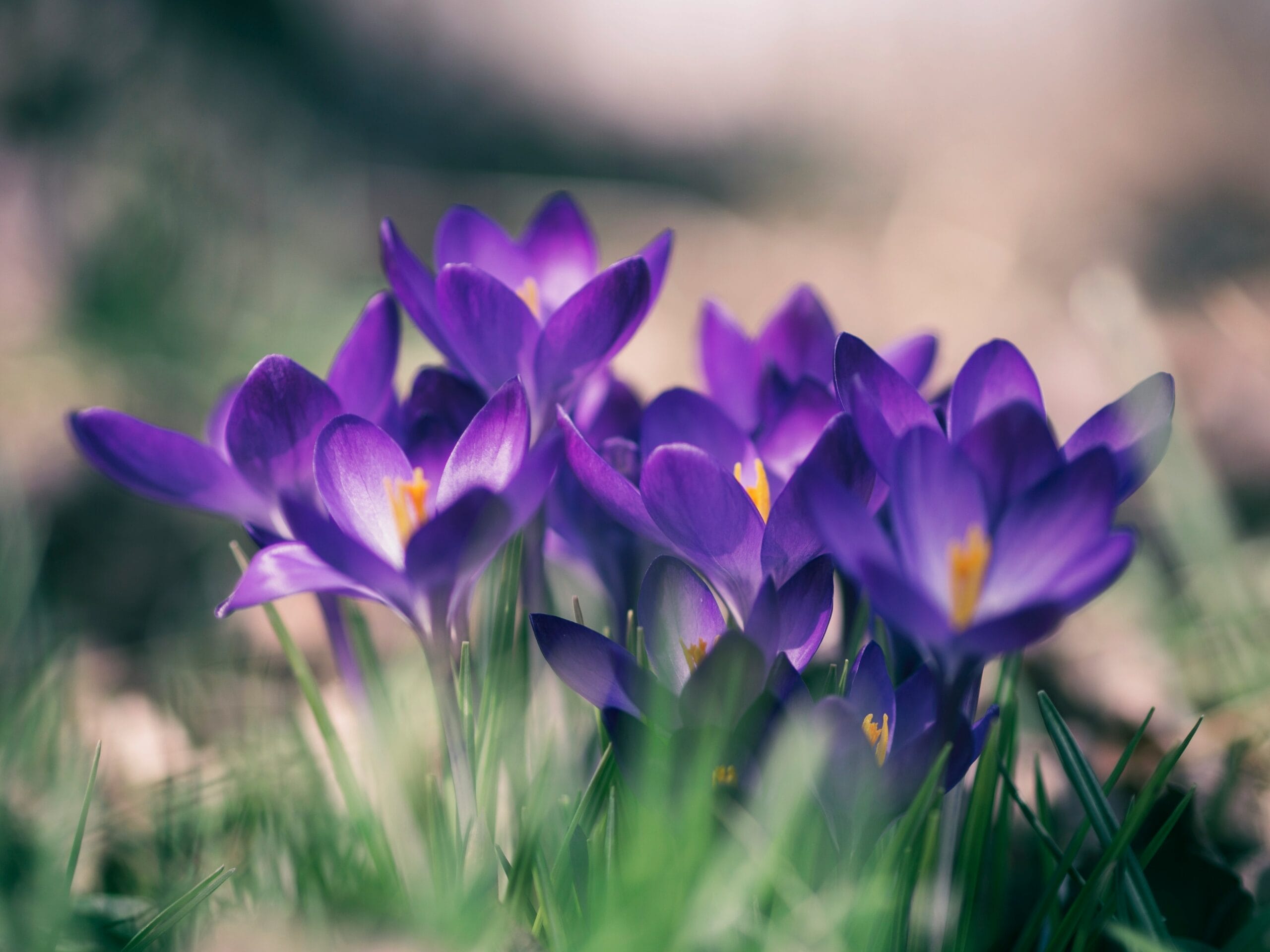 Purple crocuses in grass illustrating April is personal finance month, which Think and Talk Money readers don't need to be reminded to think about their finances.